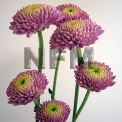 chrysanthemum button pink